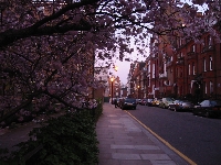 Chelsea Pink Tree.jpg